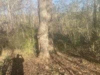 a person taking a picture of a tree in the woods