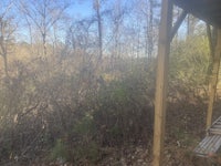 a view of a wooded area with a bench